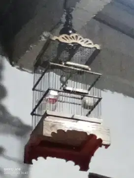 Burung gacor fullset