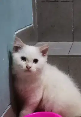 JUAL CEPET 2 ANAKAN ANGGORA X PERSIA JALAN 4 BLN