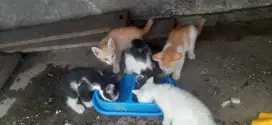 yg mau adopsi kucing umur 2 bulan
