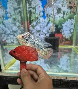 Ikan Louhan Cencu