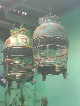 Borongan burung perkutut