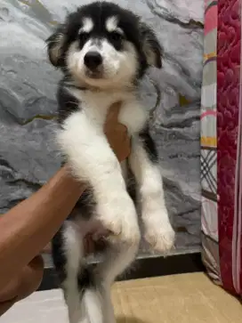 Alaska malamute jantan 2bulan