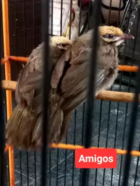 Sepasang anak Cucak Rowo