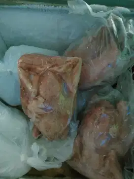 ayam kampung ukuran 1,7-1,8 kg