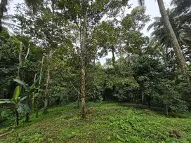 Dijual tanah murah kebun manggis dan durian di bali