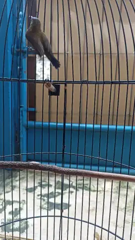 Burung kecil rawatan