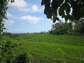 Dijual tanah murah dengan view sawah terasering di tabanan bali