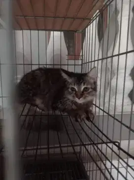 Open adopsi Kucing Persia betina usia 6 bulan lucu dan manja