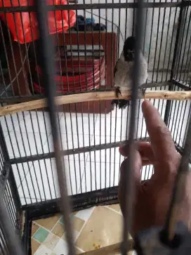 Kutilang fullset jinak bisa diantar