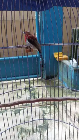 Burung kecil bunyi fullset