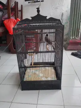 kutilang jinak gacor fullset