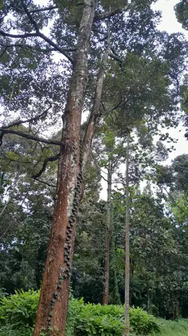DIJUAL KEBUN DURIAN PRODUKTIF