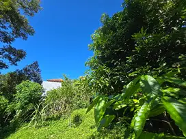 Dijual tanah kebun manggis dan durian los sungai di tabanan bali