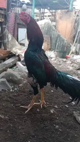 ayam spesial pukul ukuran empat