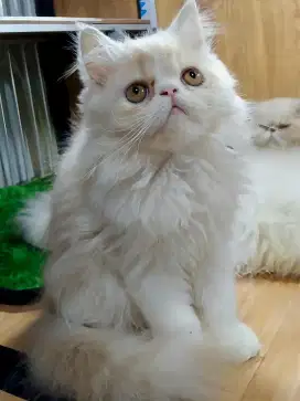 Kucing Kitten Peaknose Longhair Betina
