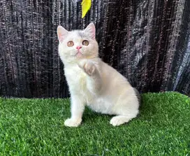 Kucing kitten british shorthair np jantan