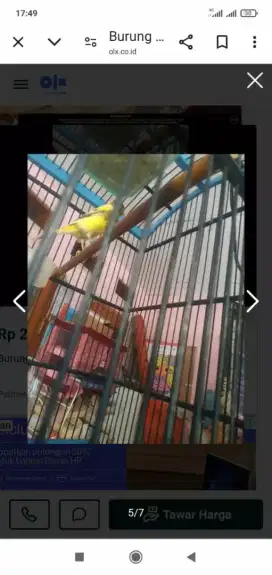 Burung Kenari AF