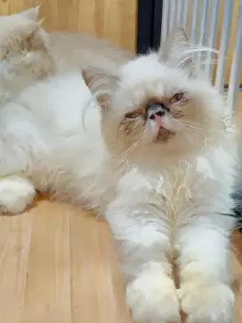 Kucing Peaknose Himalaya Bigbone Jantan