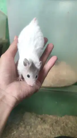 hamster Syrian Roan