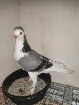 Burung dara jebros