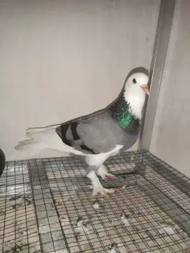 Burung dara jebroz