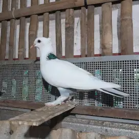 Merpati/Dara jambul