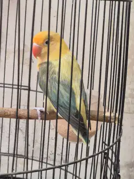 Love bird, Lovebird Biola, warna sesuai difoto, bio pb, bio euwing dll
