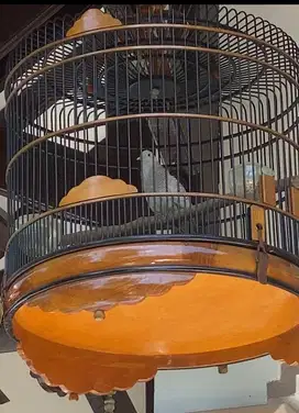 Burung perkutut silver