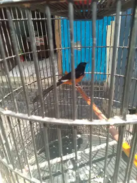 Burung murai batu Medan mutasi jantan 100%
