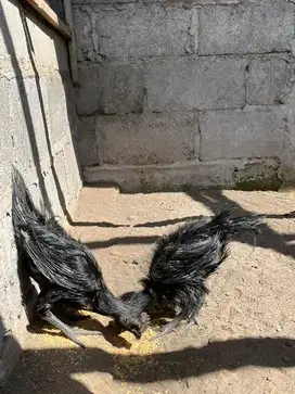 Ayam cemani bulu lidi