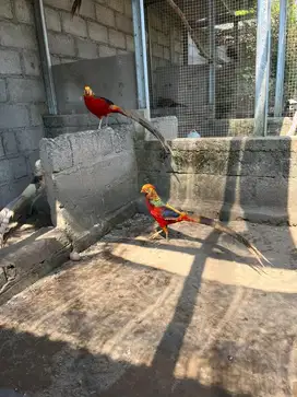 Ayam hias golden pheasant