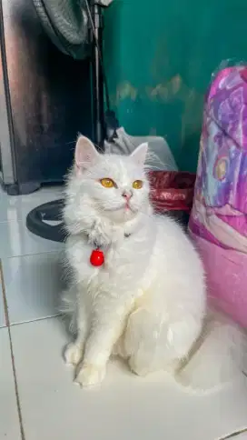Mau persia umur 6 bulan