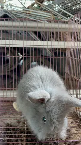 ANAK KELINCI anggora 3 ekor