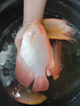 Ikan gurame padang