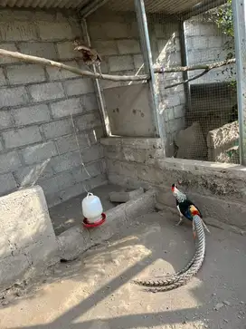 Ayam hias lady pheasant