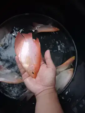 Ikan gurame padang