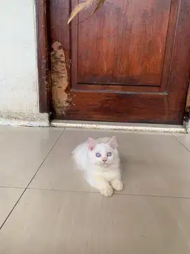 Munchkin Long Hair