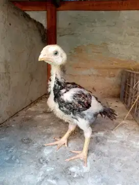 Anak ayam aseel x ekor lidi