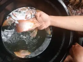 Ikan gurame padang
