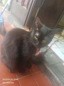 Kucing Betina Anggora Mix Persia Warna Hitam
