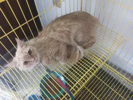 Kucing Betina Maine Coon Mix Persia Warna Oren (orange langka)