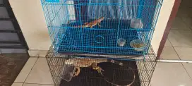 Iguana merah & Iguana hijau termasuk 2 kandang