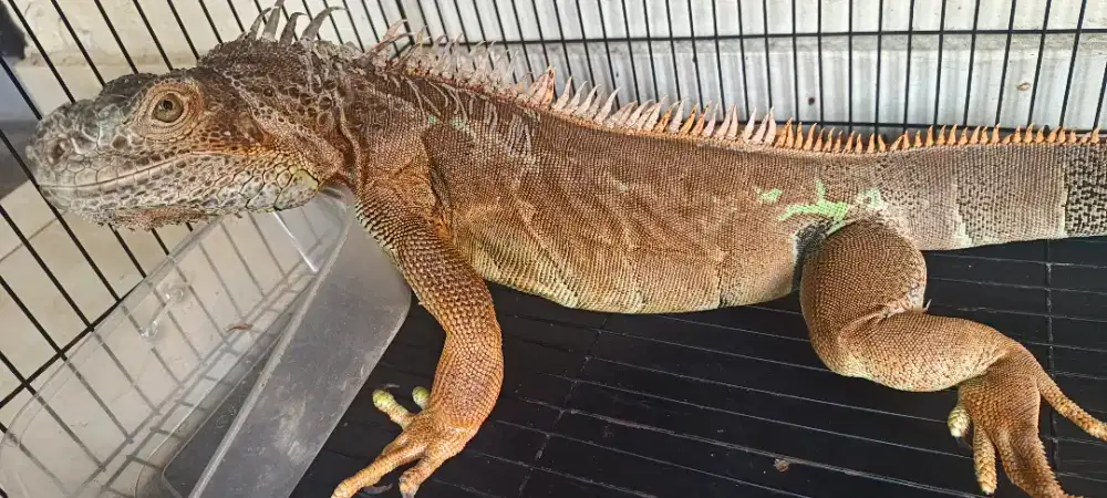 Iguana hijau termasuk kandang