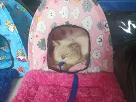 Kucing Jantan Ragdoll Himalaya