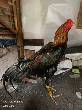 Ayam bangkok x pakoy