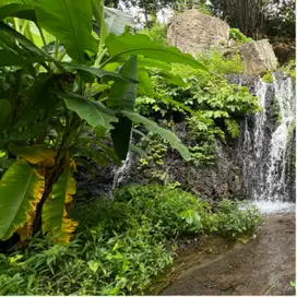 Di jual tanah berisi sumber mata air los sungai view jungle