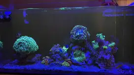 AQUARIUM AIR LAUT