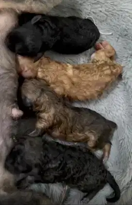 Dijual borongan 4 puppies poodle