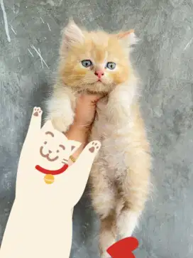 Kucing Kitten persia Lucu