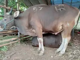 Jual sapi bali untuk qurban